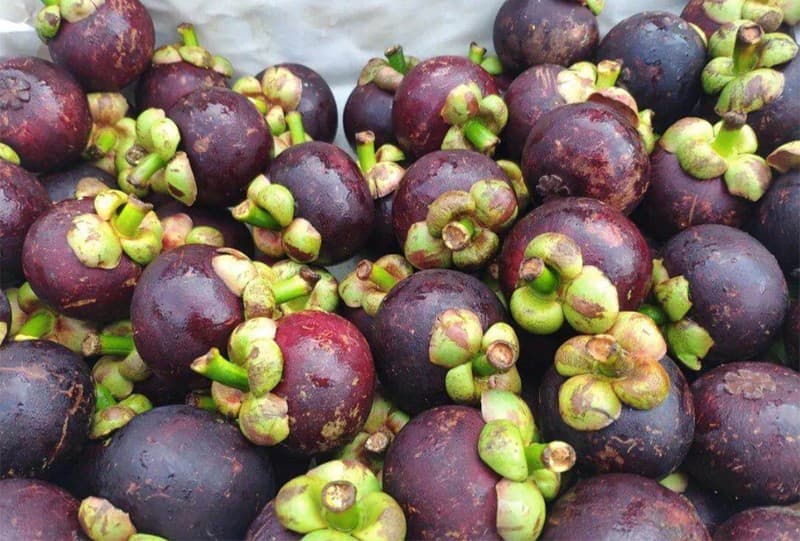 mangosteens