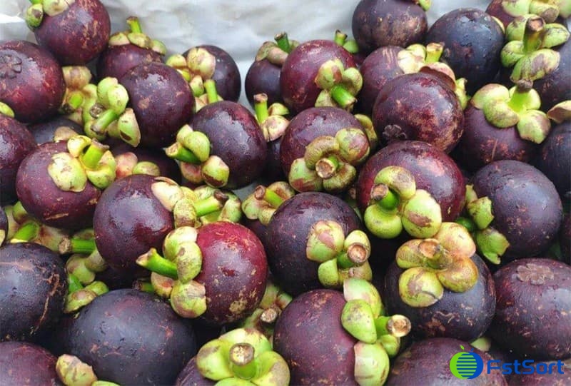 mangosteens mangosteens