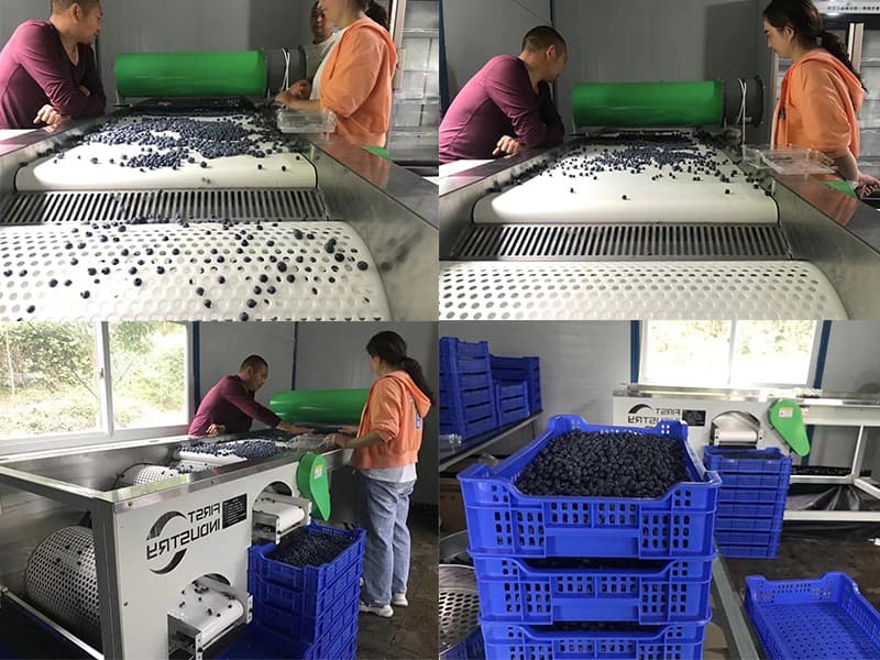blueberry-grading-machine