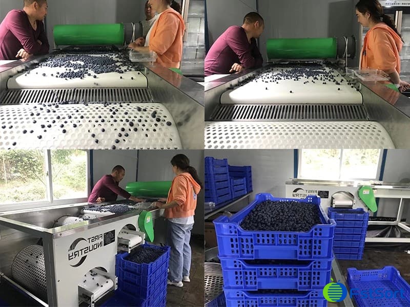 blueberry-grading-machine blueberry-grading-machine