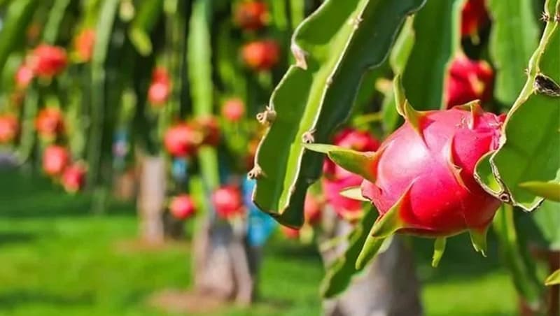 dragon-fruits
