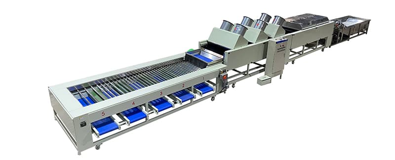 sweet-potaote cleaning drying sorting line