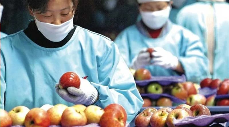 apple-sorting