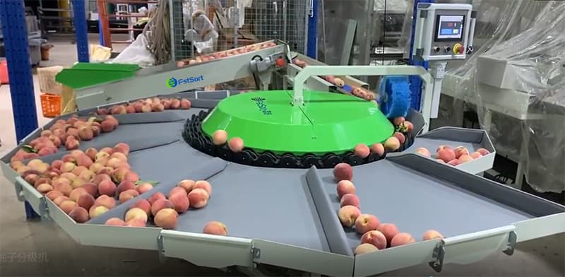 clasificadora-de-melocotón