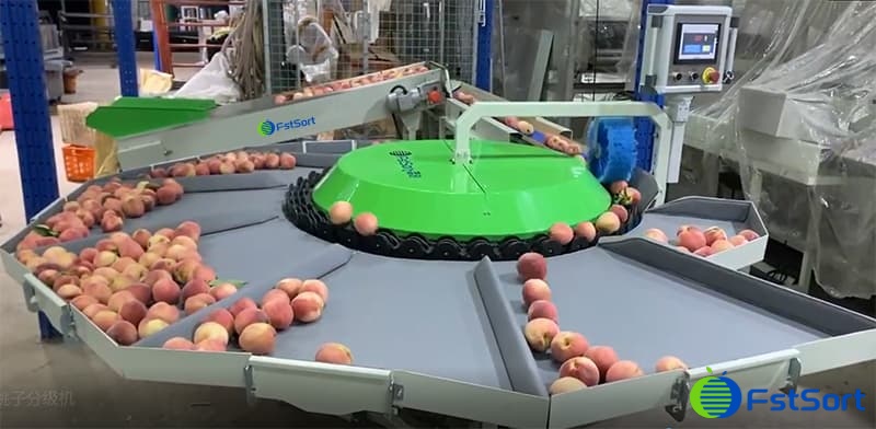 clasificadora-de-melocotón clasificadora-de-melocotón