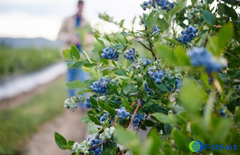 blueberries blueberries
