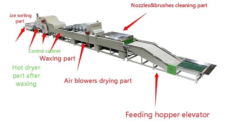 orange-cleaning-grading-line