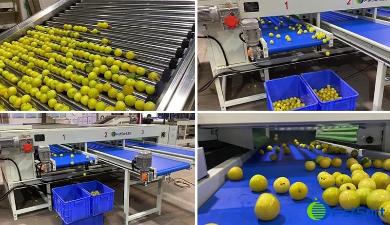 clasificadora-de-ciruelas clasificadora-de-ciruelas