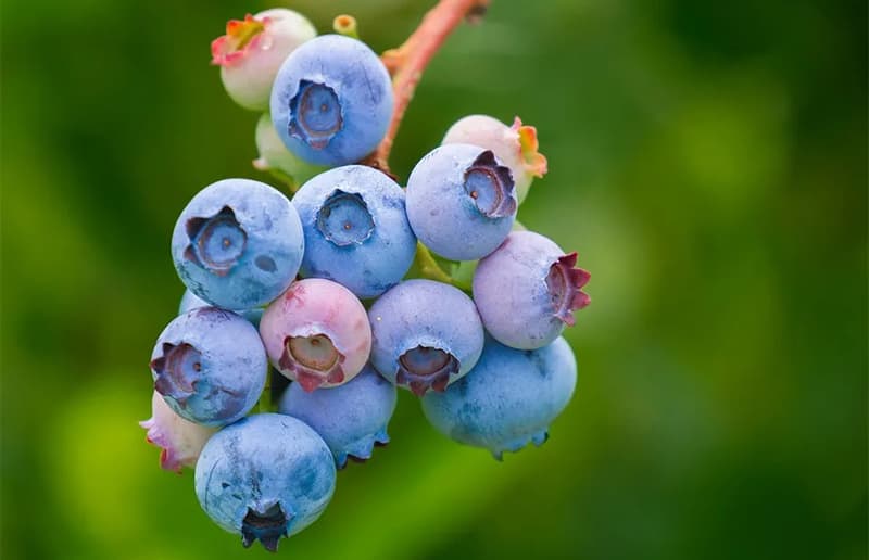 blueberries