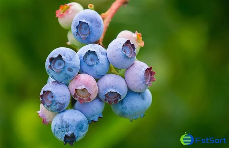 blueberries blueberries