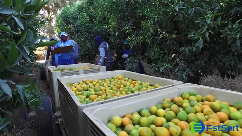 South-Africa-citrus South-Africa-citrus