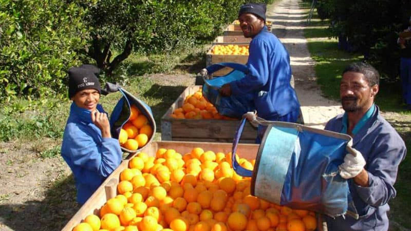 citrus-from-South-Africa