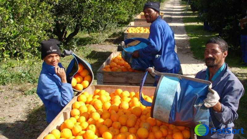 citrus-from-South-Africa citrus-from-South-Africa