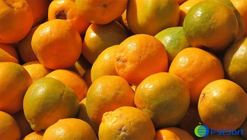 citrus citrus
