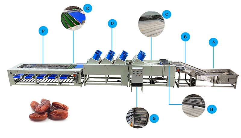 date-cleaning-sorting-line