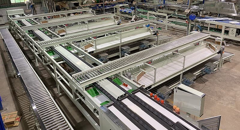 línea-de-envasado-de-clasificación-de-tomate