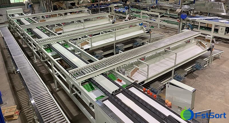 línea-de-envasado-de-clasificación-de-tomate línea-de-envasado-de-clasificación-de-tomate