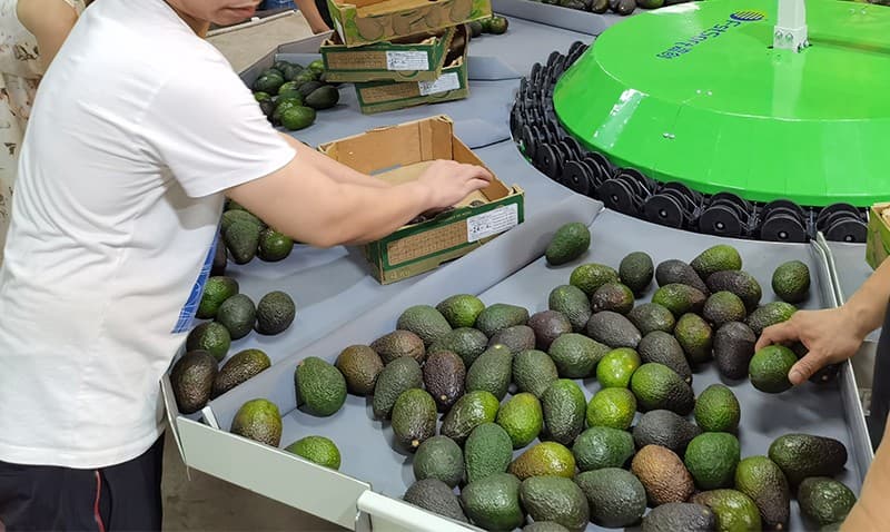 avocado-packing