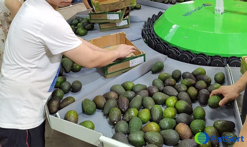 avocado-packing avocado-packing