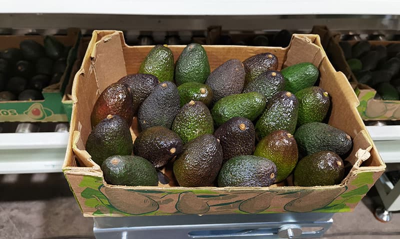 Avocado packing