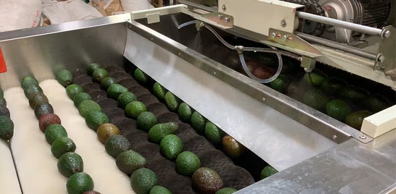 avocado-waxing-line