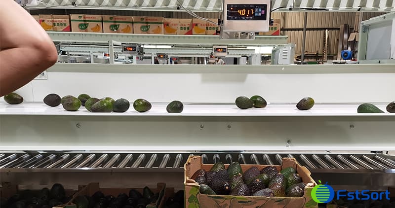 fruit-grading-packing-machine fruit-grading-packing-machine