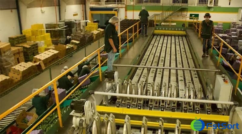 avocado-sorting-packing-line avocado-sorting-packing-line