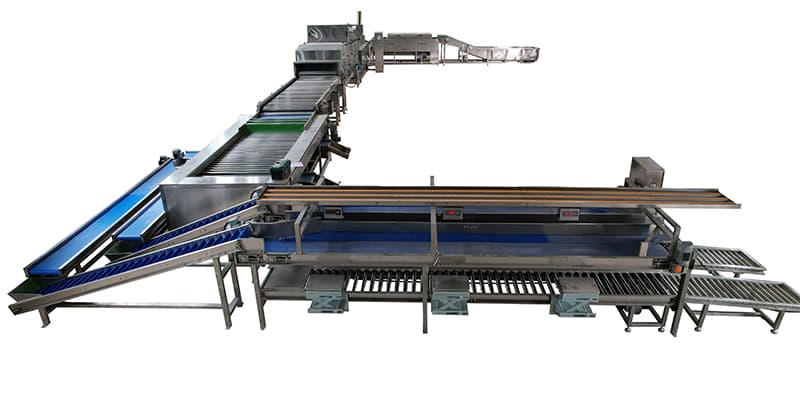 La líena de procesamiento de batata en Luoyang