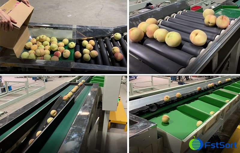 peach-sorter peach-sorter