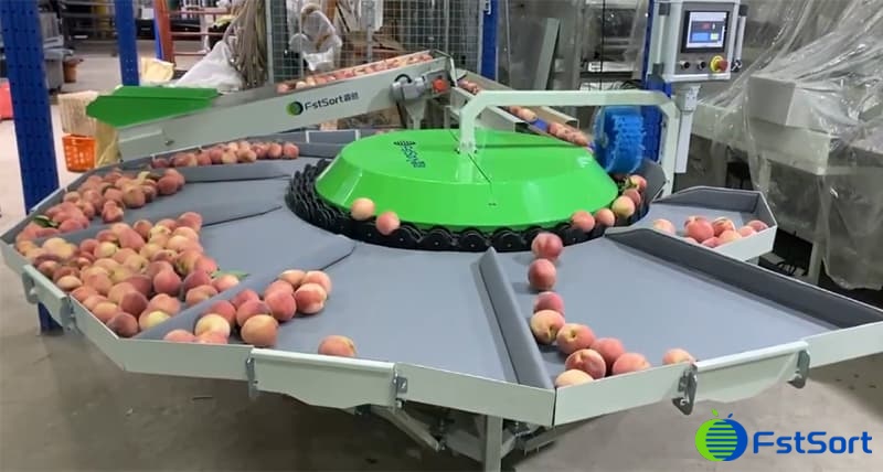 peach-grader peach-grader