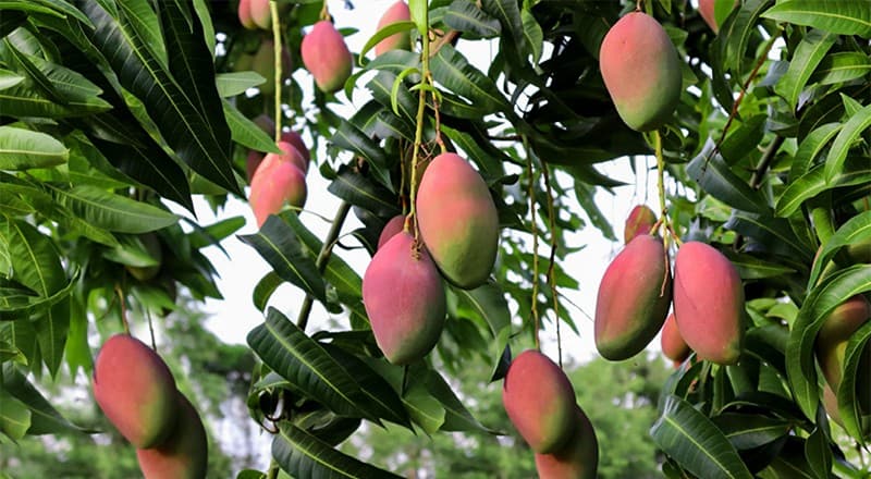 Mango-tree