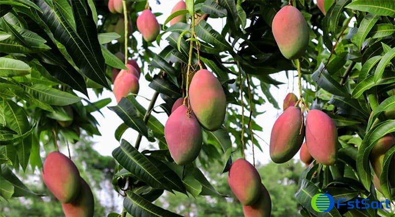 Mango-tree Mango-tree