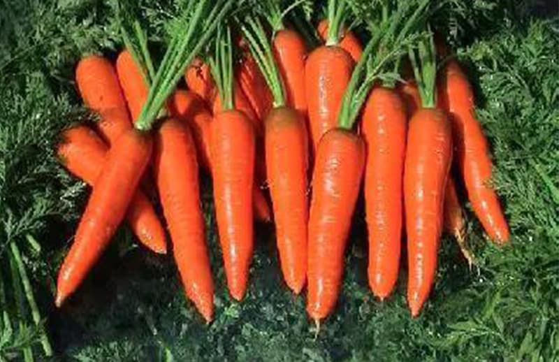 carrots
