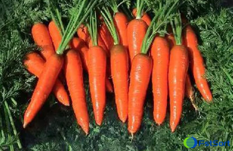 carrots carrots