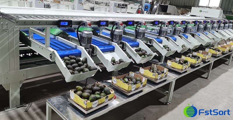 línea-de-envasado-de-clasificación-de-aguacate línea-de-envasado-de-clasificación-de-aguacate