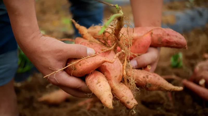 sweet-potato