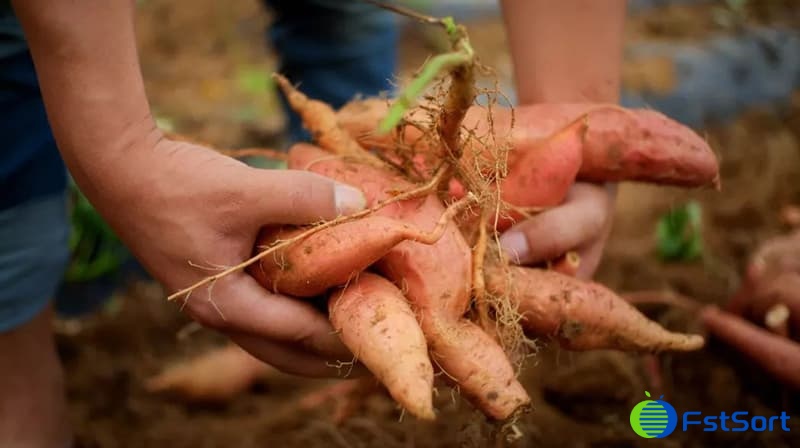 sweet-potato sweet-potato