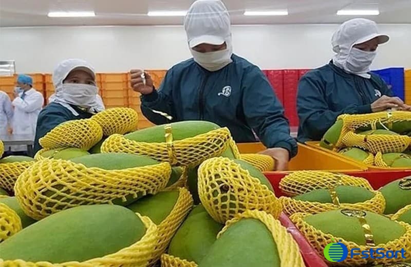 Vietnam fruit Vietnam fruit