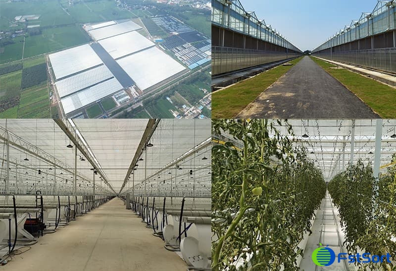 tomato-greenhouse tomato-greenhouse