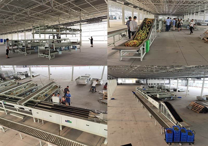 Installation of tomato packing line