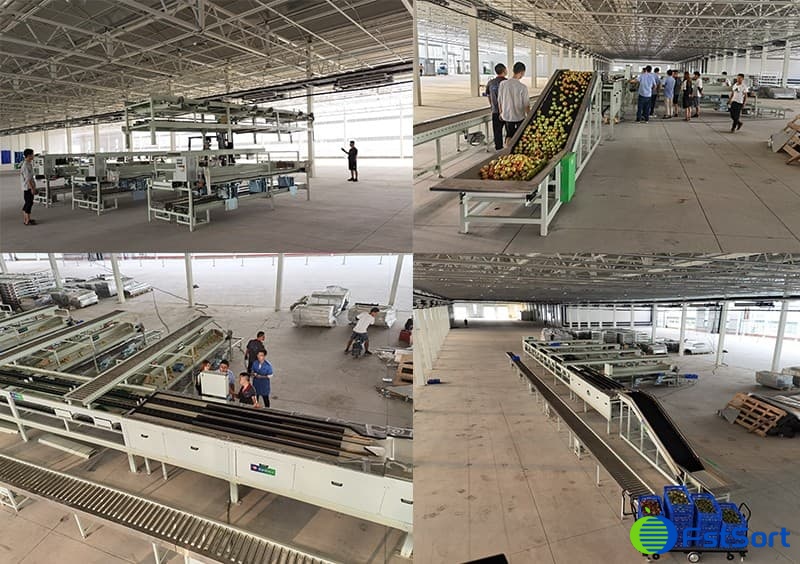 Installation of tomato packing line Installation of tomato packing line