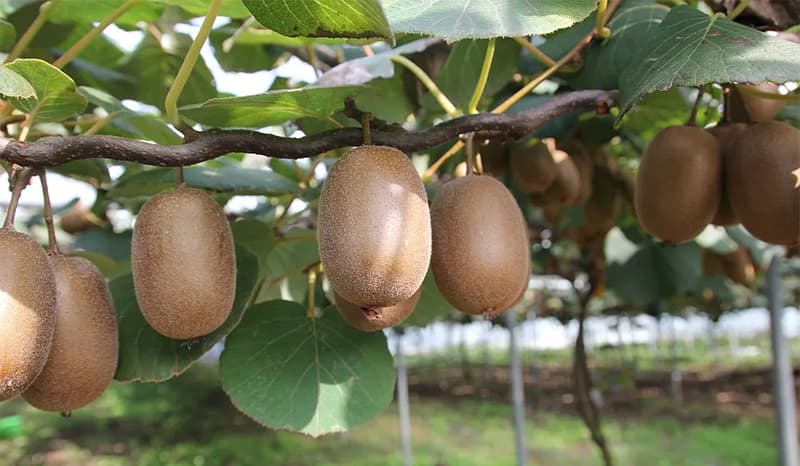 kiwifruits