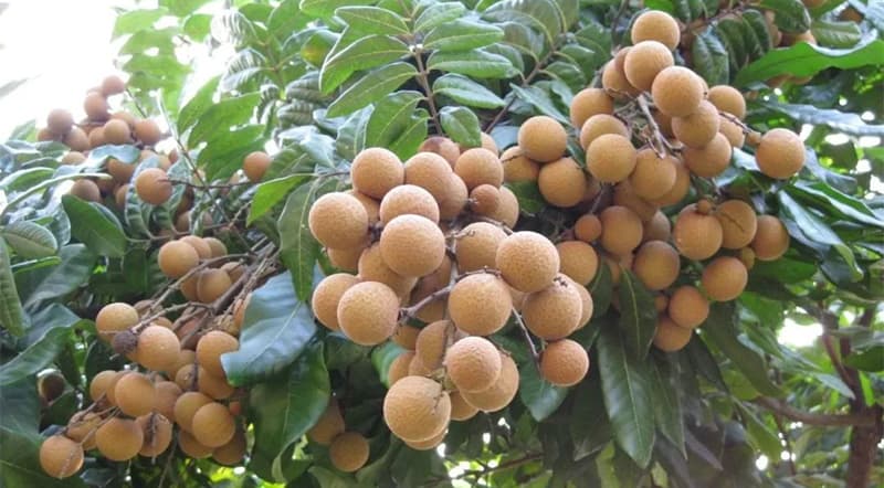 longan