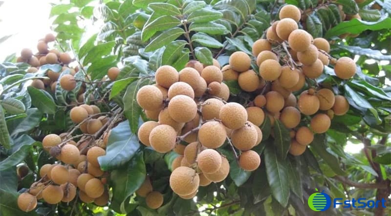 longan longan