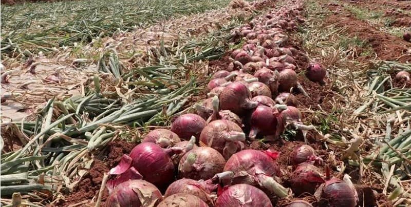 red-onions