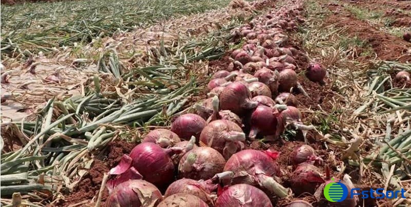 red-onions red-onions