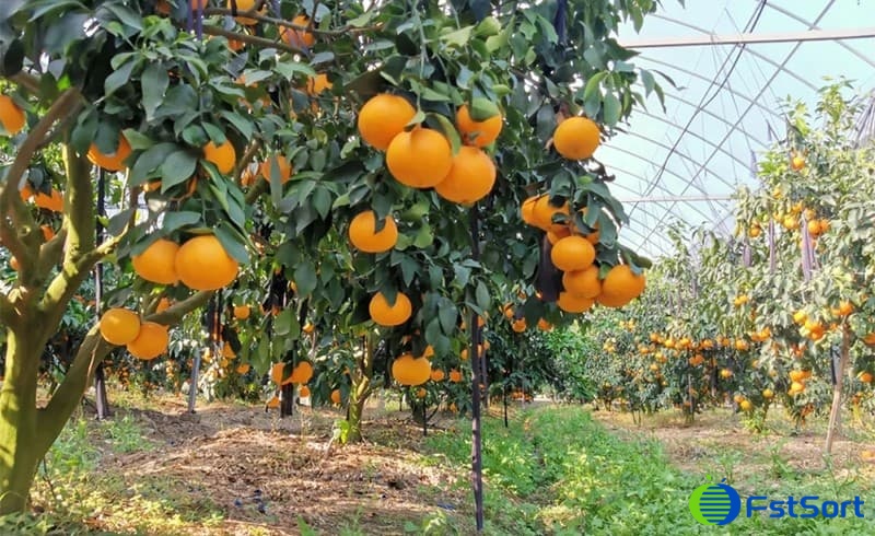 citrus-fruits citrus-fruits