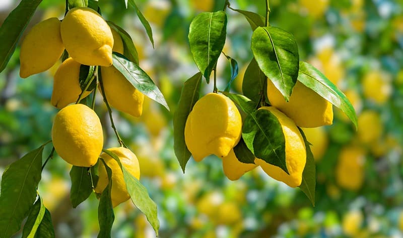 Lemon tree