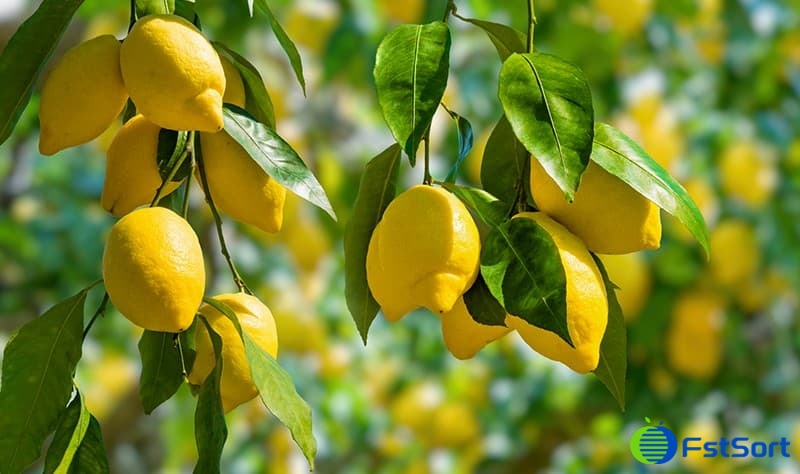 Lemon tree Lemon tree