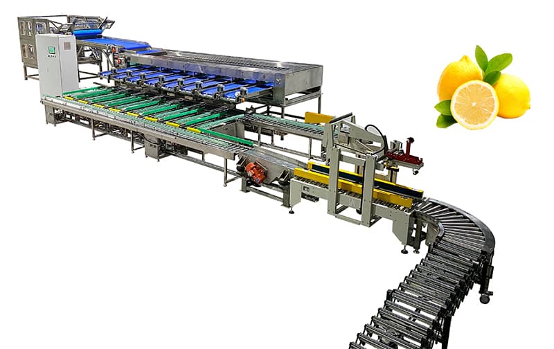 lemon-sorting-packing-machine